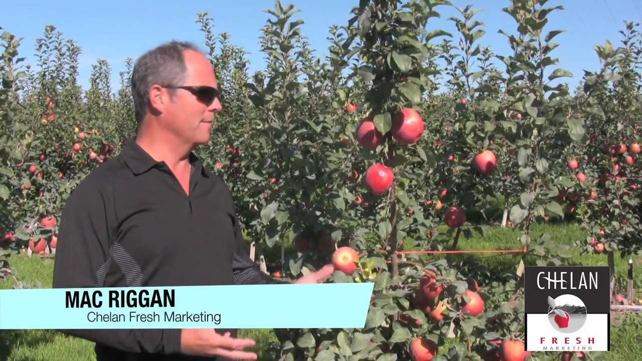 Hail damaged fruit