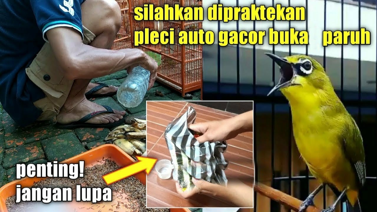 jurus ampuh GACORKAN PLECI TANPA DOPING 100% buka paruh
