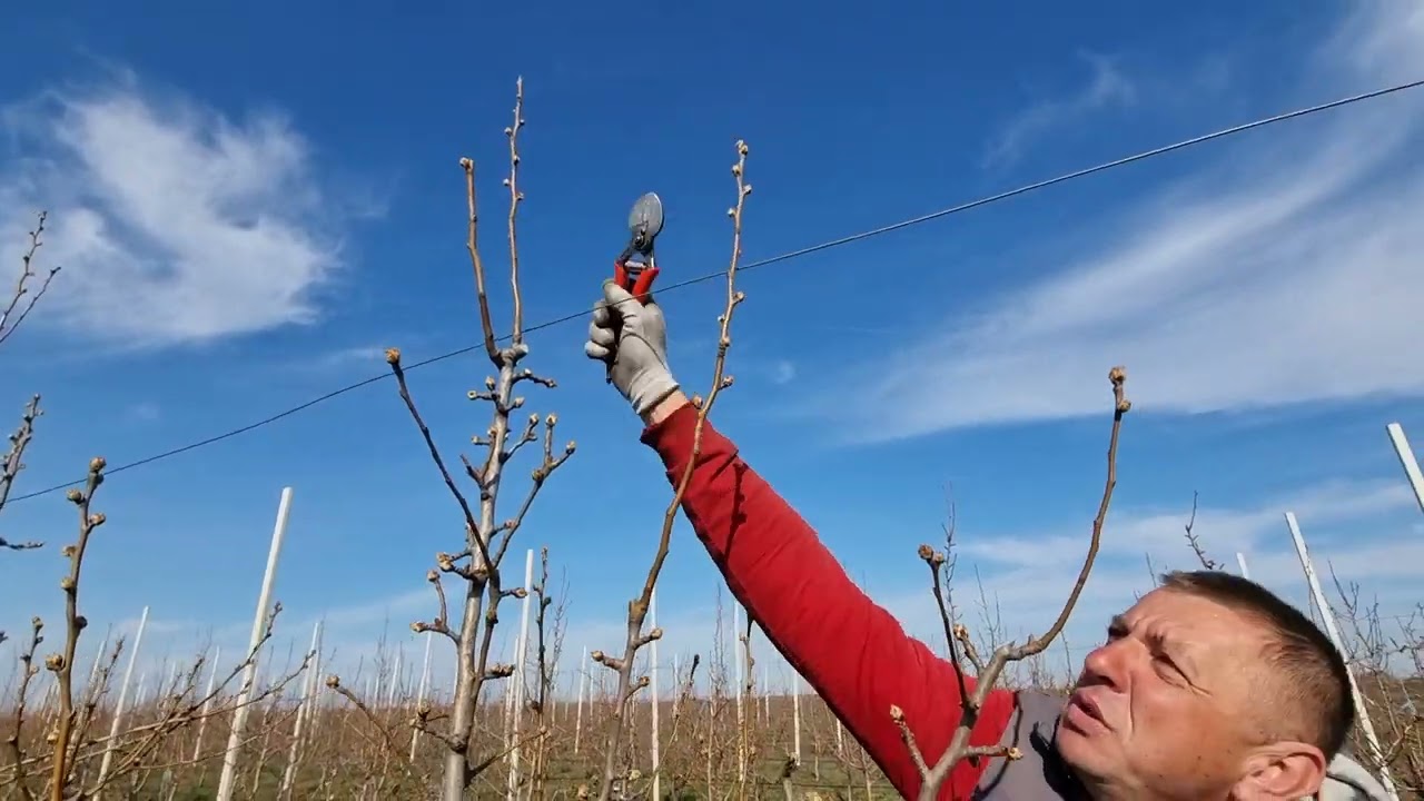 Rezidba kruške, pravilno povijanje grana,zamena grane, prunus domestika, pear pruning