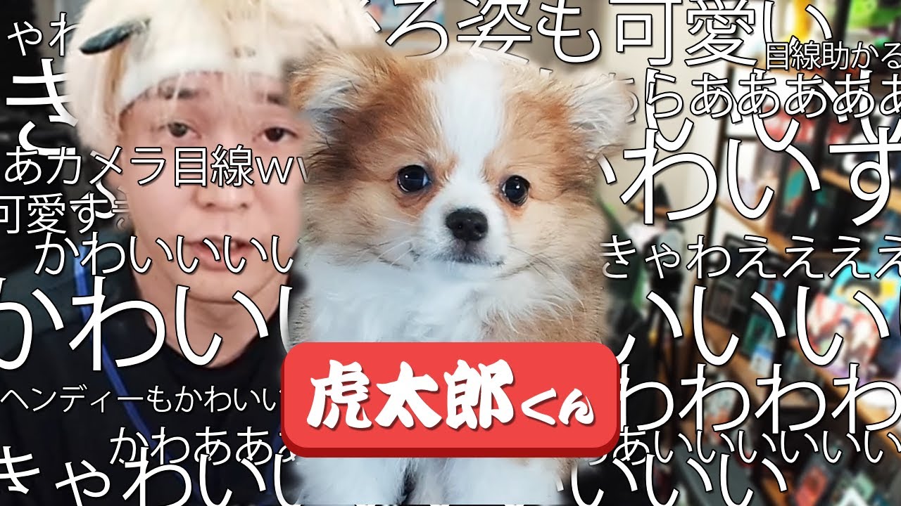ヘンディーの愛犬、虎太郎の挨拶が可愛すぎて悶絶してしまう視聴者たち