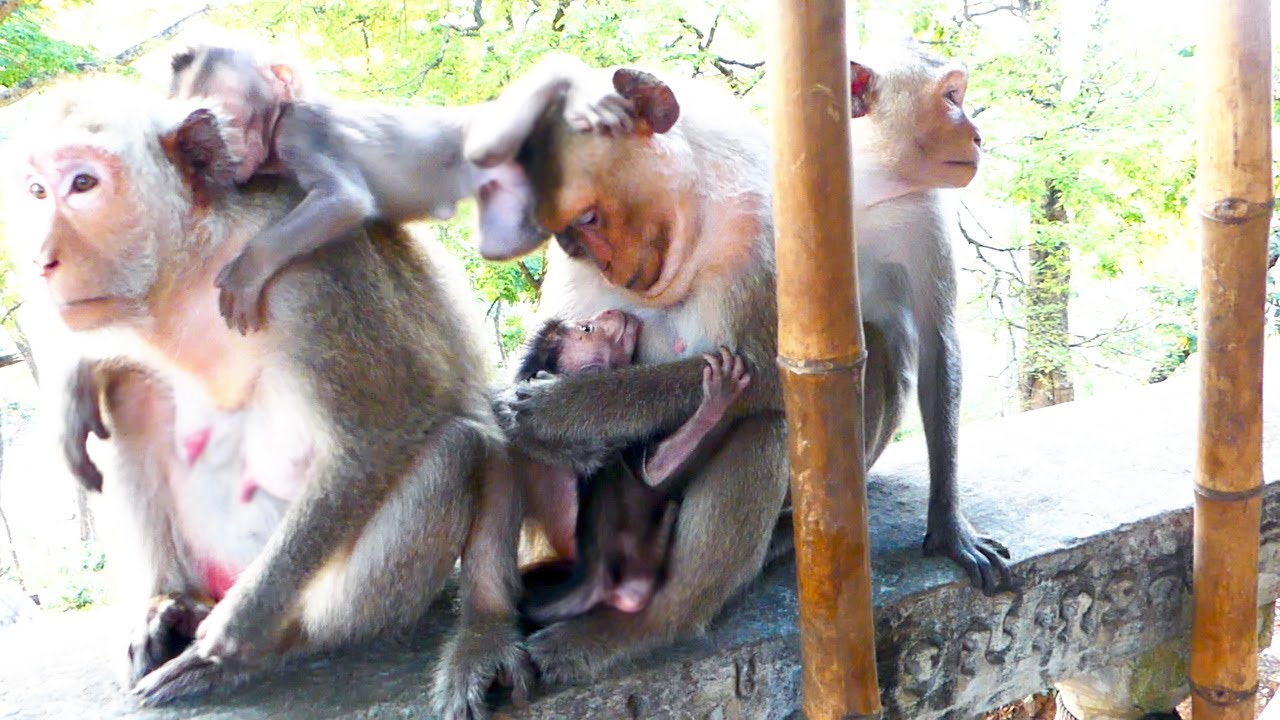 Poor group of monkey sit on the fence waiting for foods given, Noone giving to them