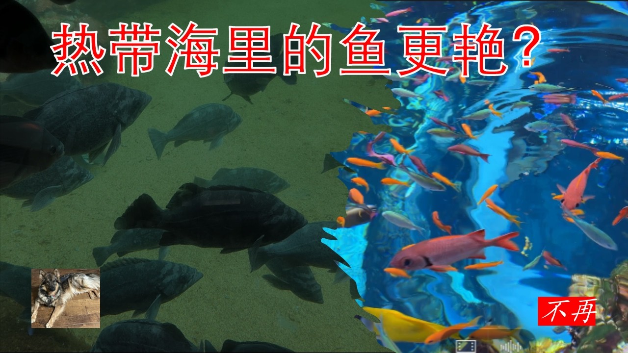 为什么热带海里的鱼都五颜六色，美国西海岸那边的鱼却灰灰的？