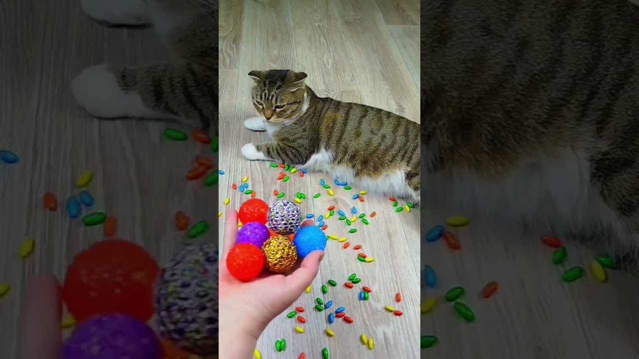 Cat Barsik ❤🟥 Marbles 🔴 Reverse video