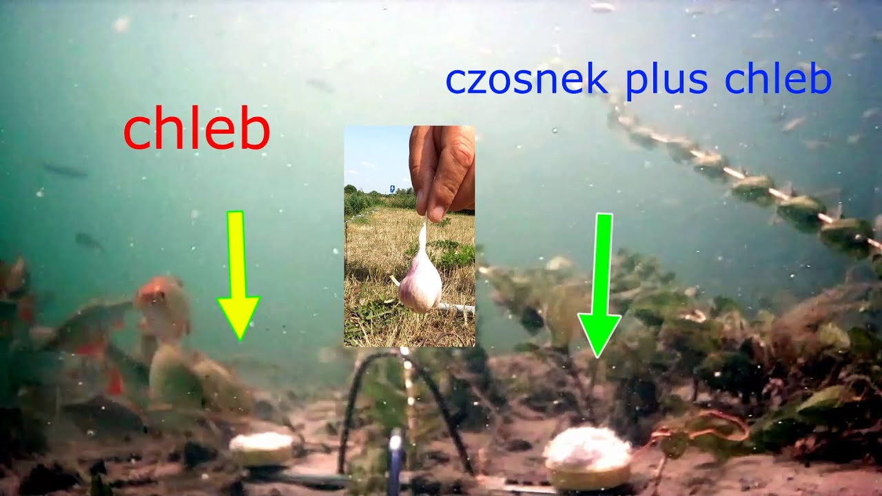 Reakcja ryb na czosnek