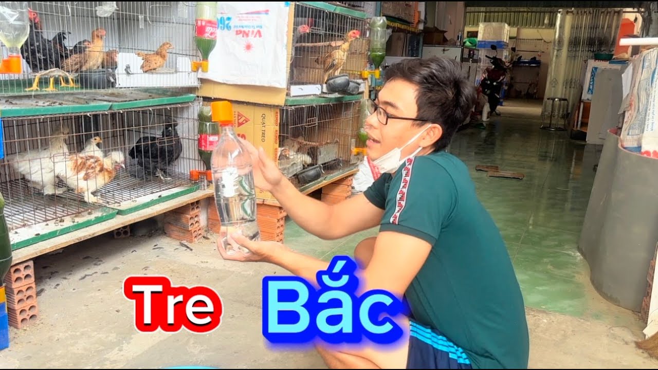 Cách nuôi gà tre bắc để đi chơi Tết nữa tháng thoải mái