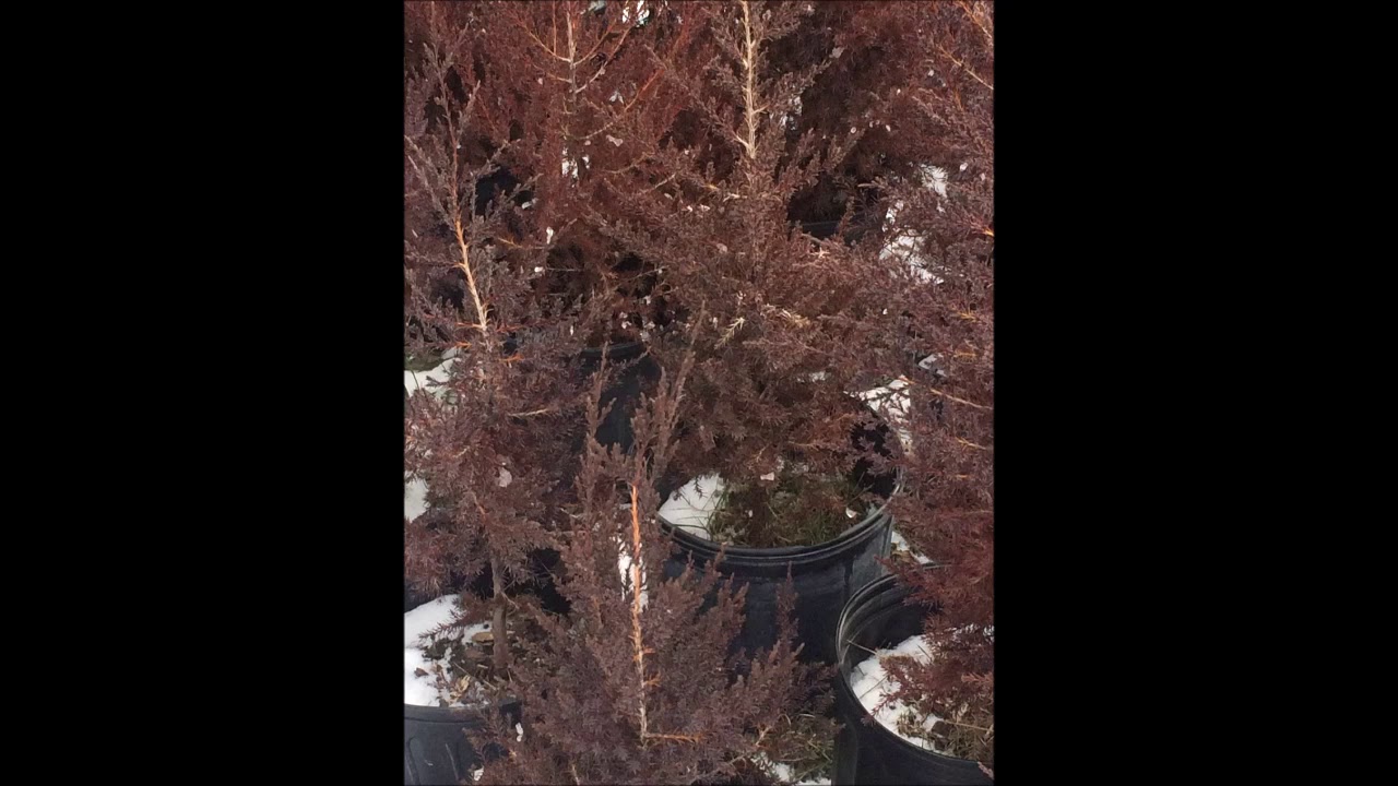 Red Cedars in 3 Gal Pots         Highland Hill Farm