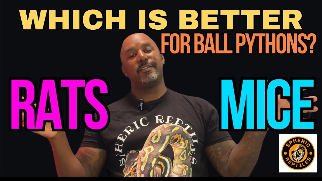 Rats or Mice. | Which is Better For Ball Pythons? | #ballpython #snake #pets