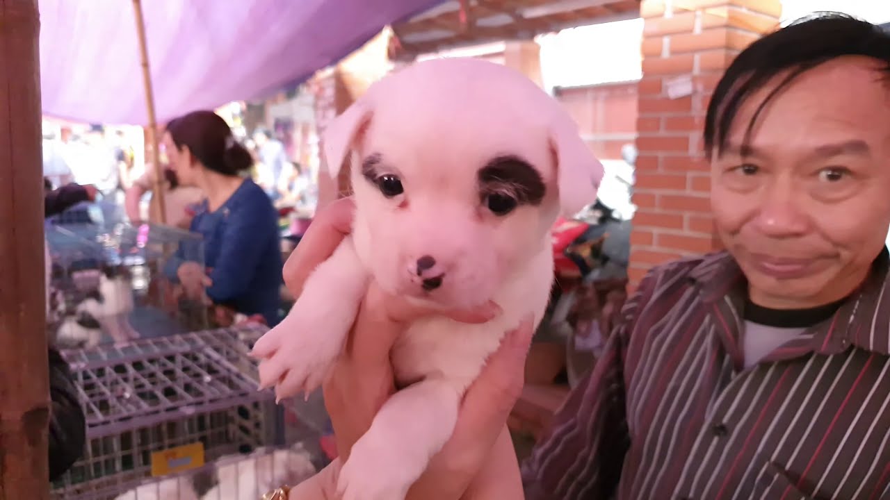 Inside biggest dog and cats market (Vietnam )