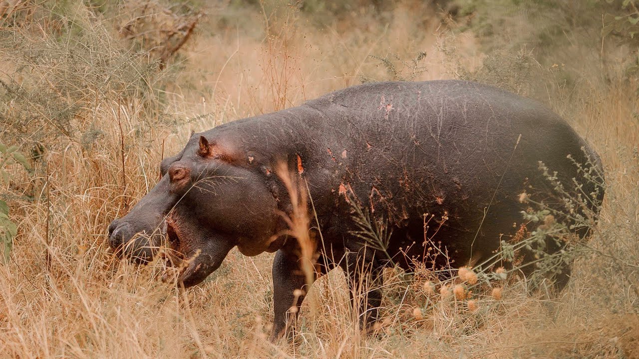 Akagera National Park Day Trip - Home of big five