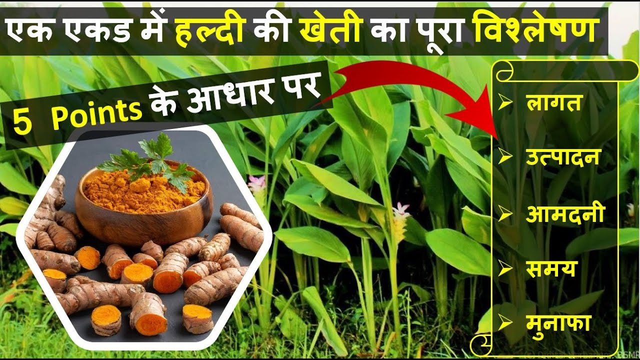 हल्दी की खेती कब और कैसे करें पूरी जानकारी | Turmeric Farming | Turmeric Cultivation | In India