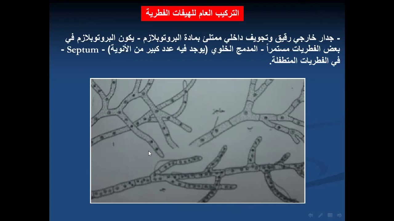 المحاضرة العاشرة علم الفطريات