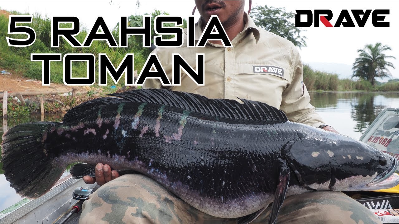 RAHSIA TOMAN - 5 PERKARA ANDA HARUS TAHU SEBELUM PANCING TOMAN!!