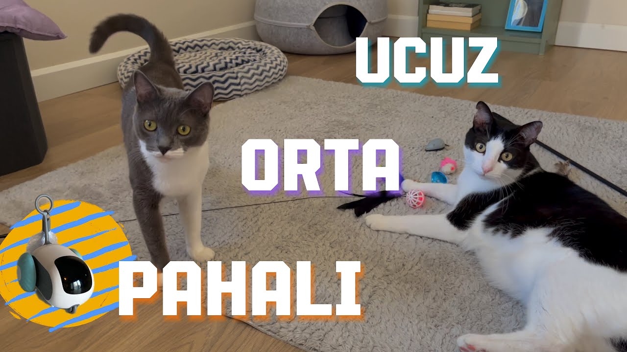 5 TL vs. 500 TL Kedi Oyuncağı!