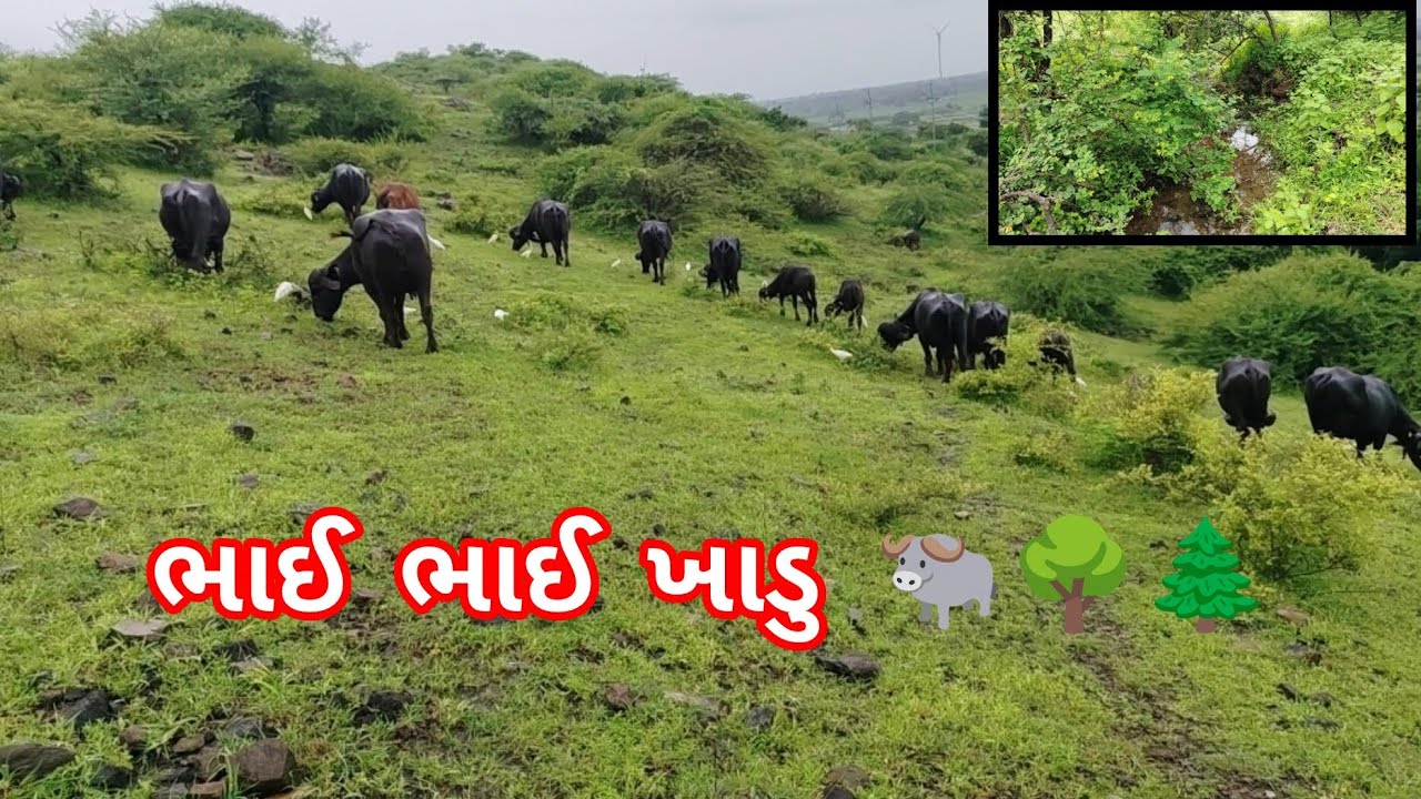 ભાઈ ભાઈ ખાડુ પોળુ હો‌ બાકી ભગુડા ની ધારુ માં