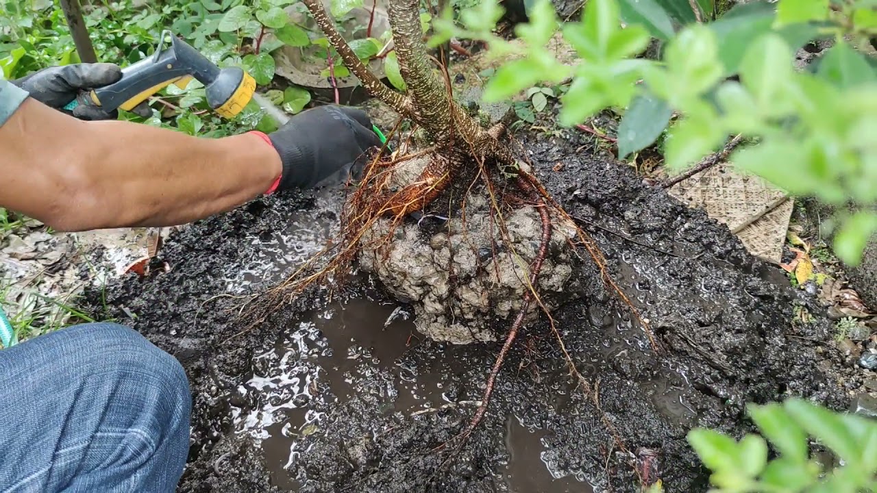 VLOG29: ARRANGEMENT OF ROOTS OVER THE ROCK (FICUS MICROCARPA)
