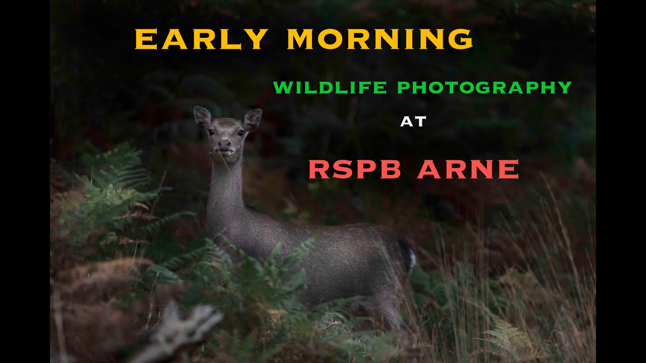 Early Morning Wildlife Photography at RSPB Arne