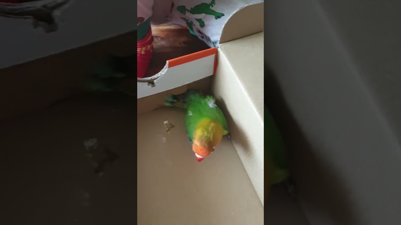 Mijn vogel tam maken.