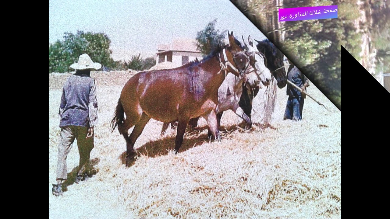 شلالة العذاورة 1961