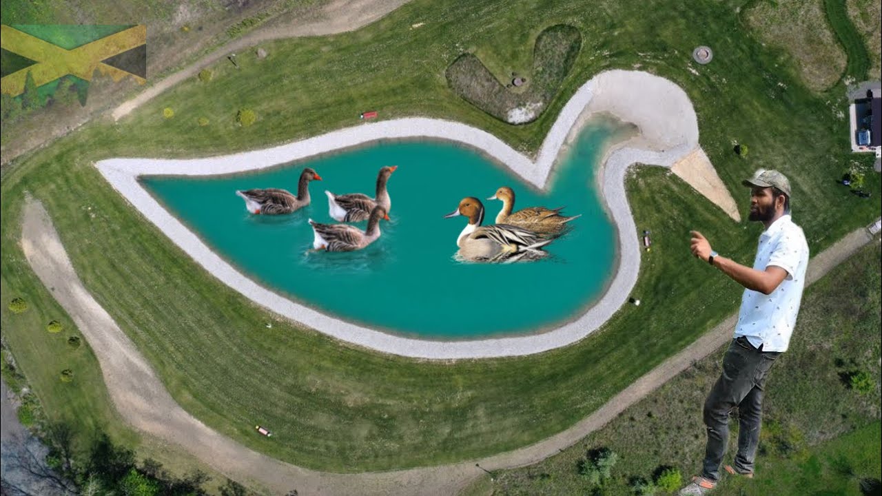 Building Our Ultimate Duck Pond At The Ranch | In The Beautiful Hills Of Hanover Jamaica 🇯🇲