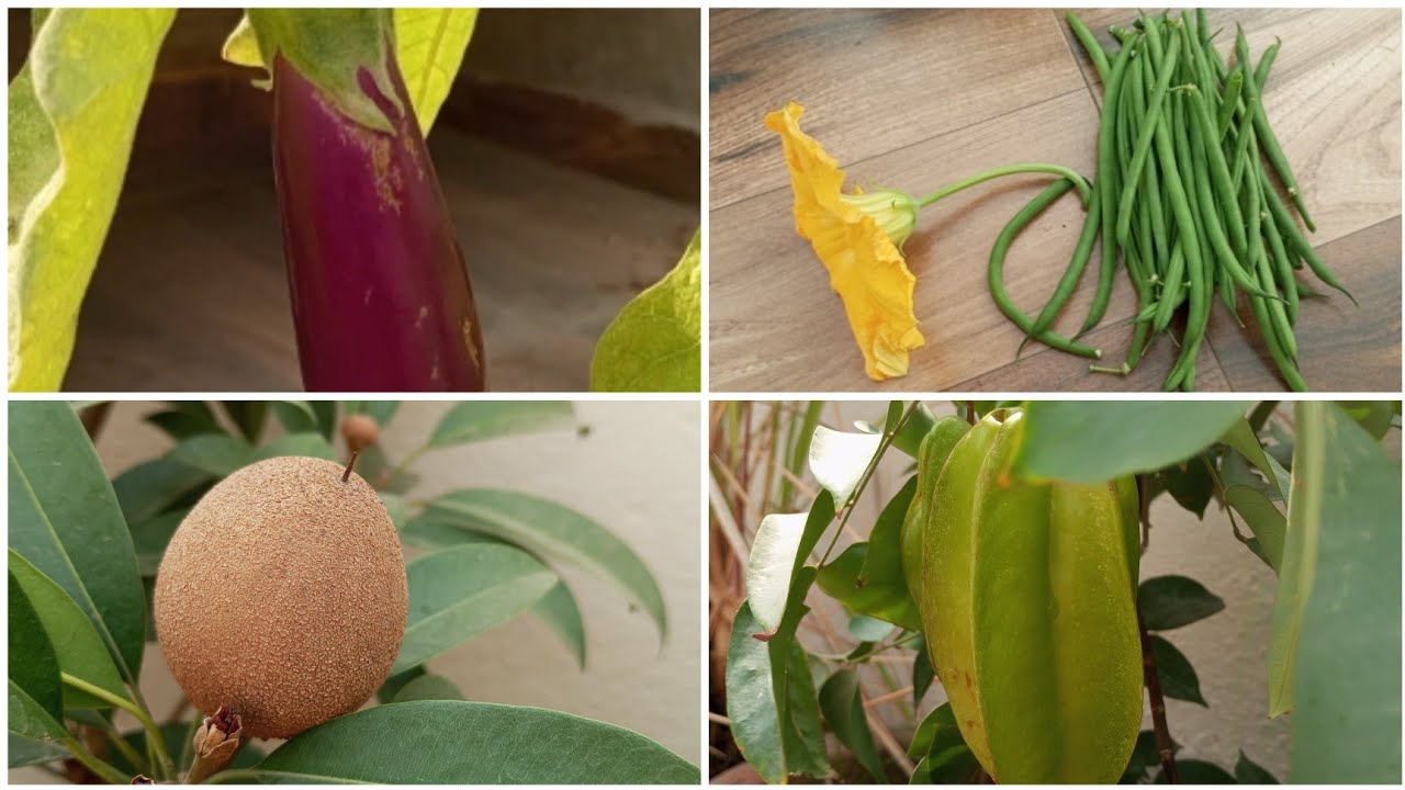 ORGANIC VEGETABLES AND FRUITS