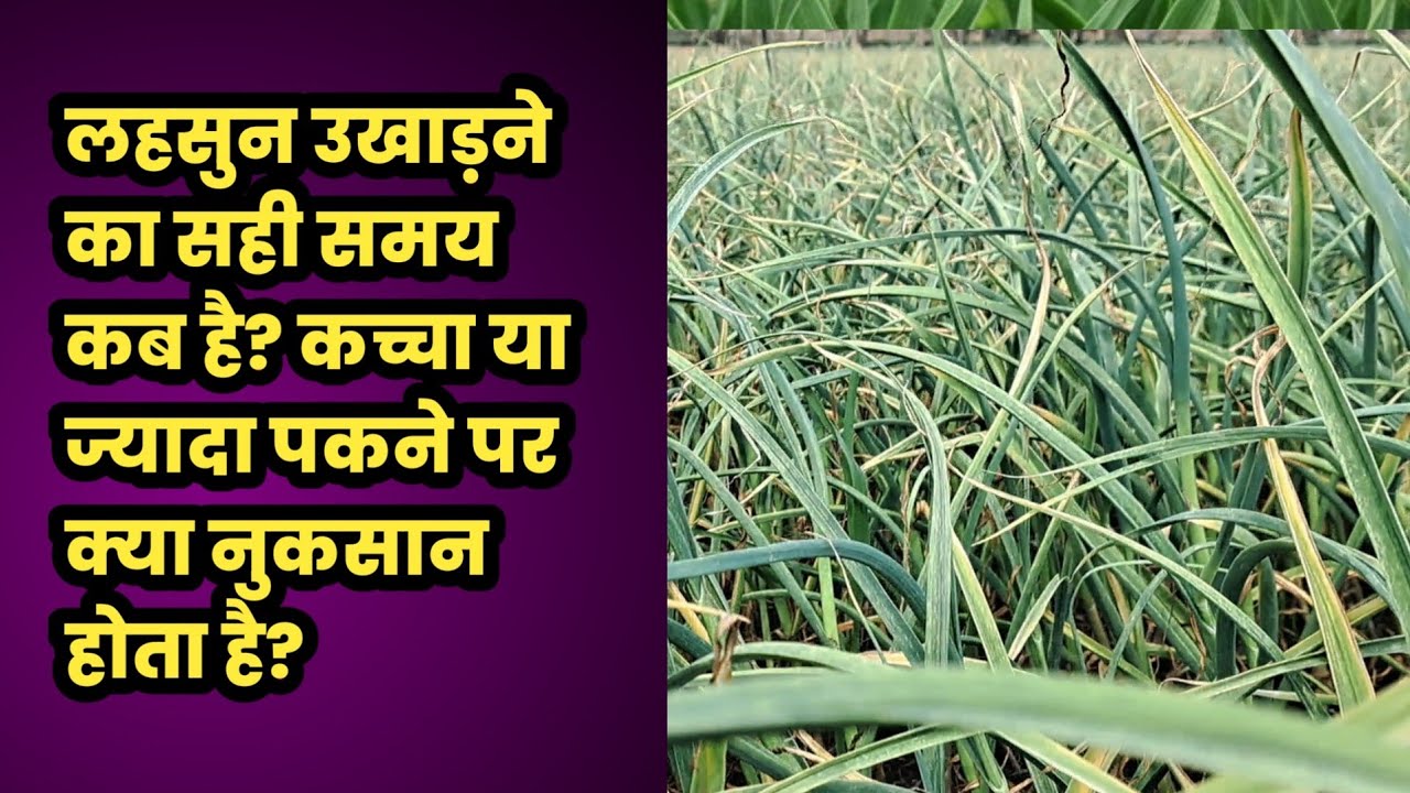 लहसुन खेत से कब निकालें? फसल पकने की पक्की पहचान और तुड़ाई का सही तरीका।