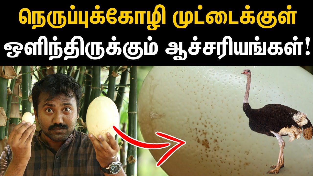 முட்டையை பத்தி  இதெல்லாம் கண்டிப்பா தெரிஞ்சுக்கோங்க? | Reason behind shape and colour of egg| Nature