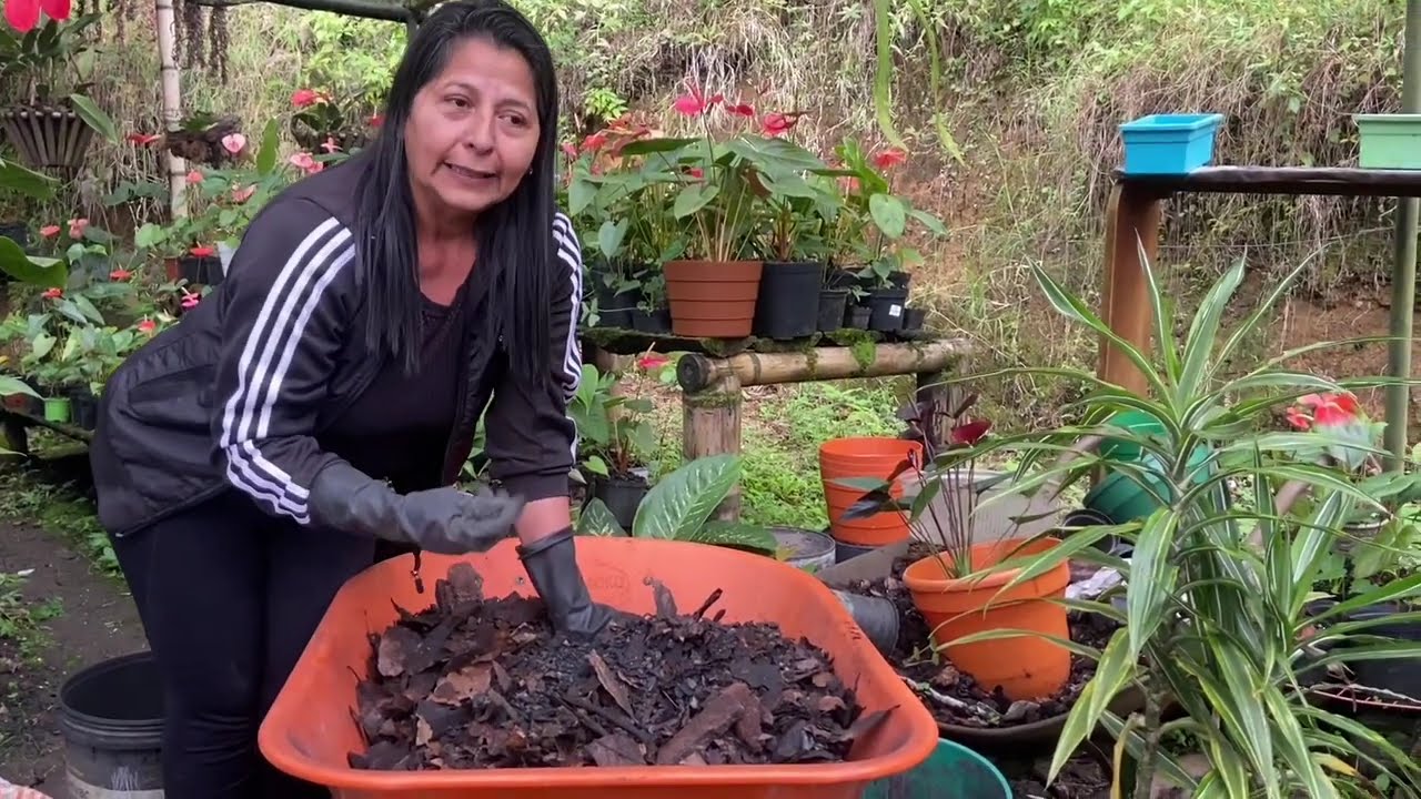 Sustrato  para la siembra de anturios