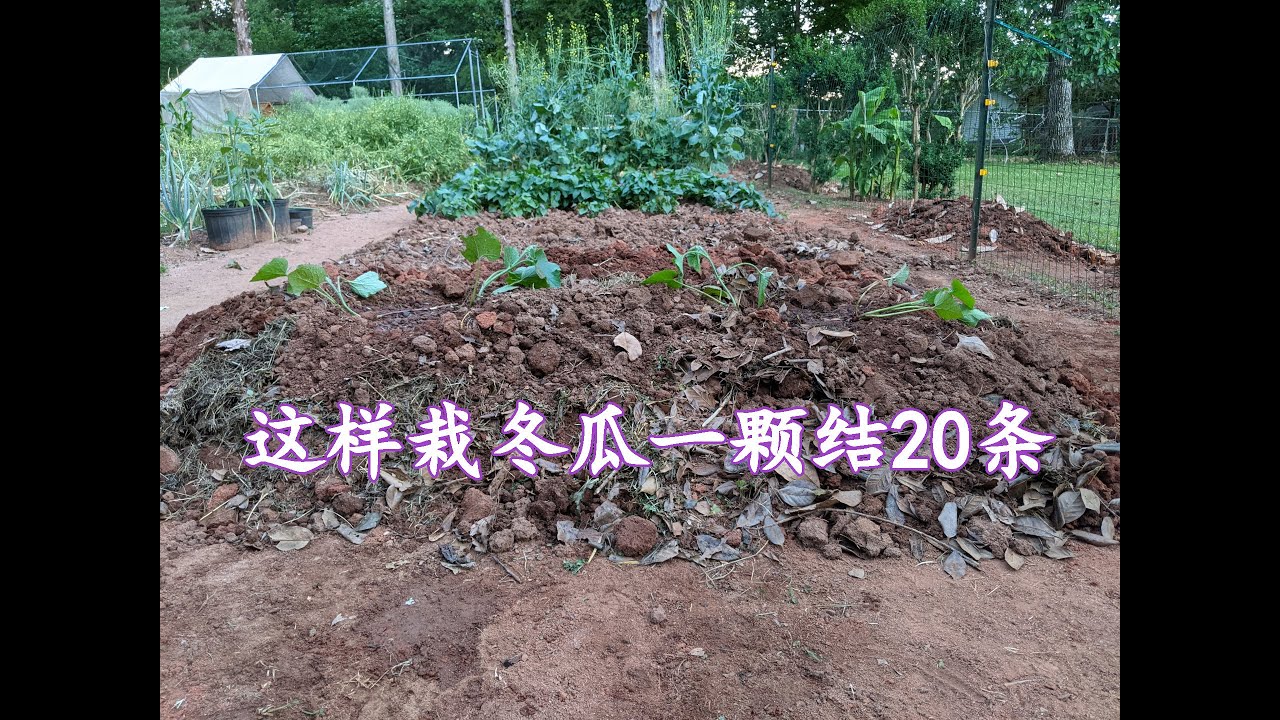 这样栽冬瓜一颗收20条（124）