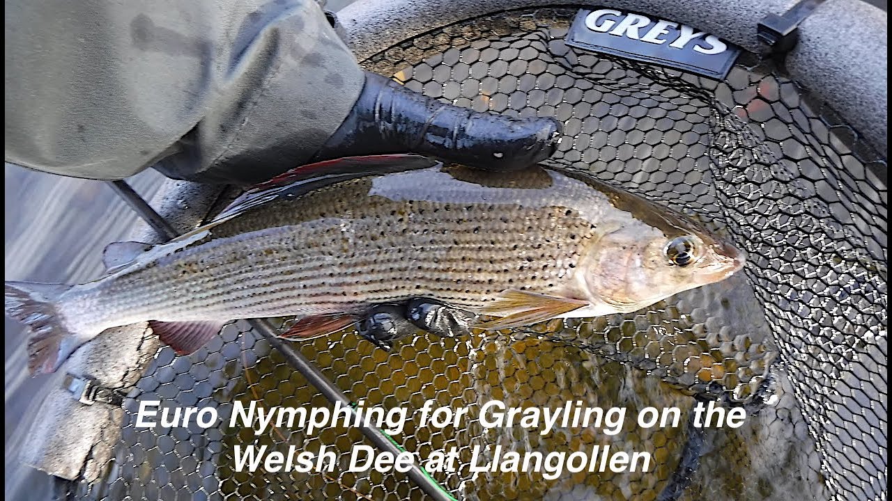 Euro nymphing for grayling on the Welsh Dee