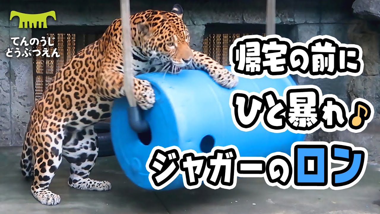 【天王寺動物園】帰宅の前にひと暴れ！🐆遊具ぐるぐる♪ジャガーのロン [Tennouji Zoo] Jaguar, Ron.