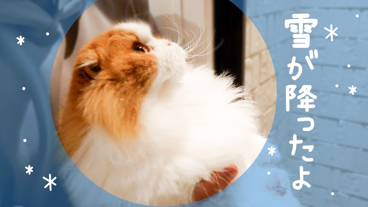 初めて雪を見た猫の反応がかわいすぎた…