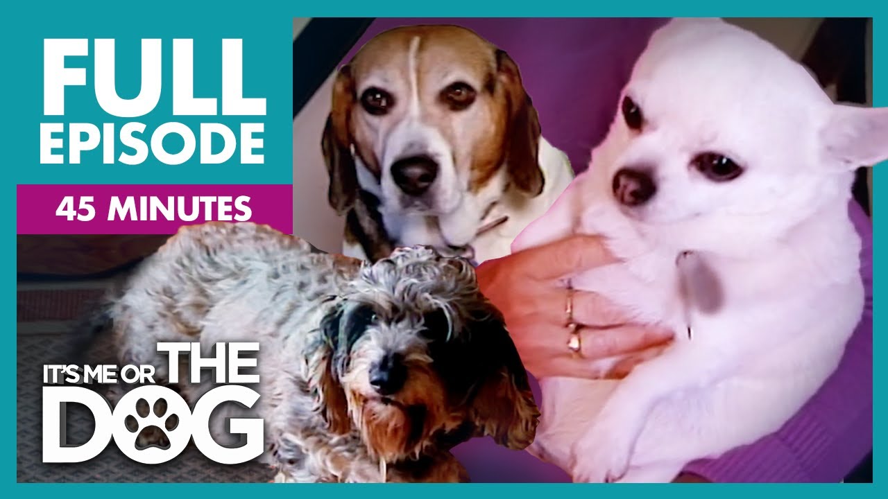 The Chunky Trio: Overweight Dogs Special | Full Episode | It's Me or the Dog