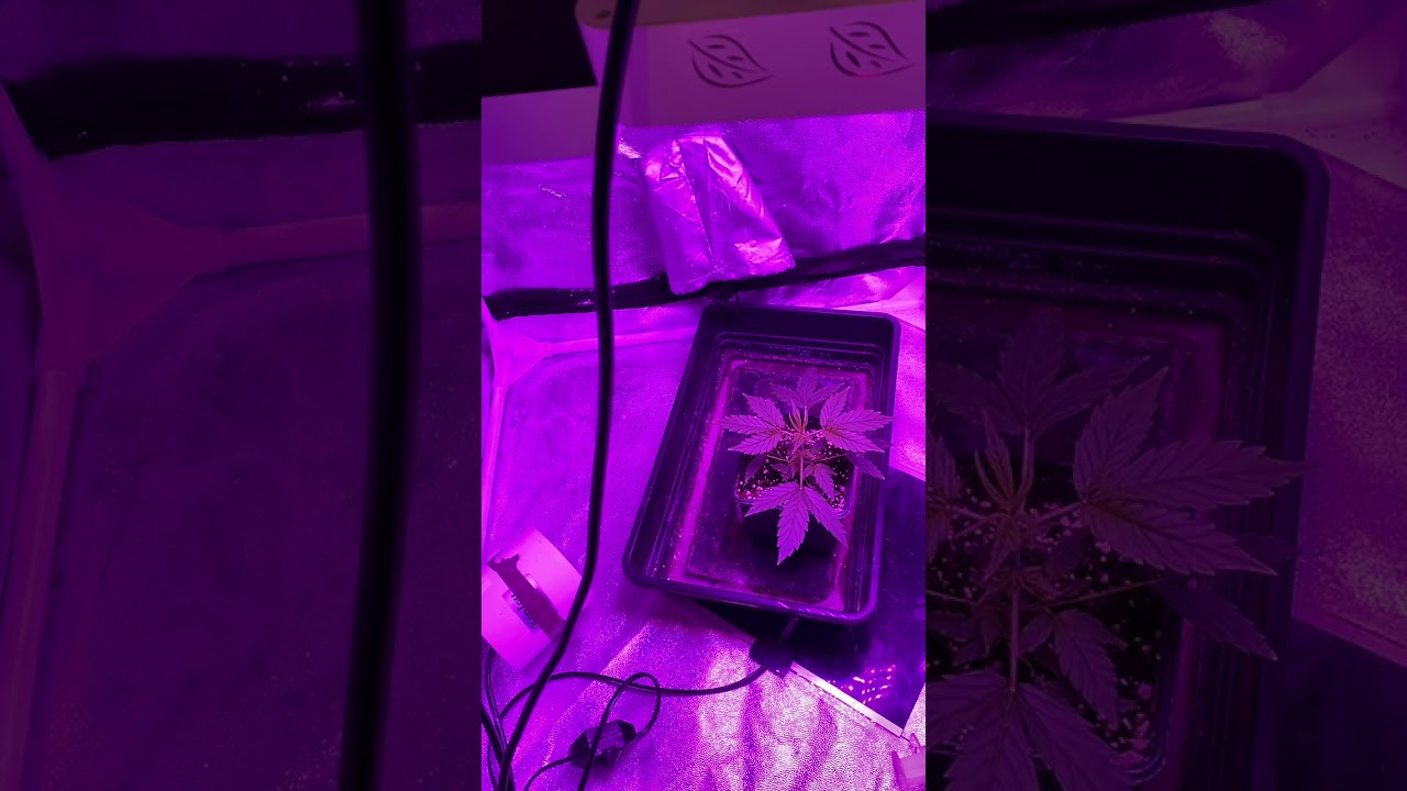 Purple Punch, Pineapple Chunk and Swiss Skunk (AKA Super Cheese)