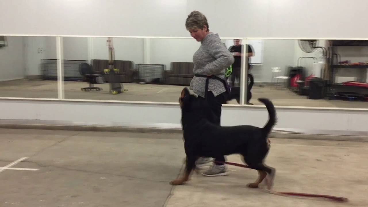 Performance Heelwork Training in Drive w Steve Courtney