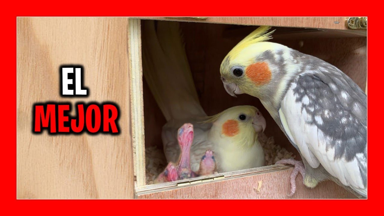 ✅ Лучшее гнездо для выращивания нимф 🦜 Как вырастить нимф Каролины