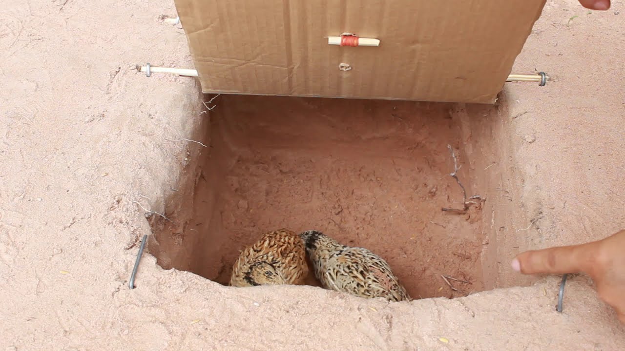 Unique Underground Quail Bird Trap - How to work 100%