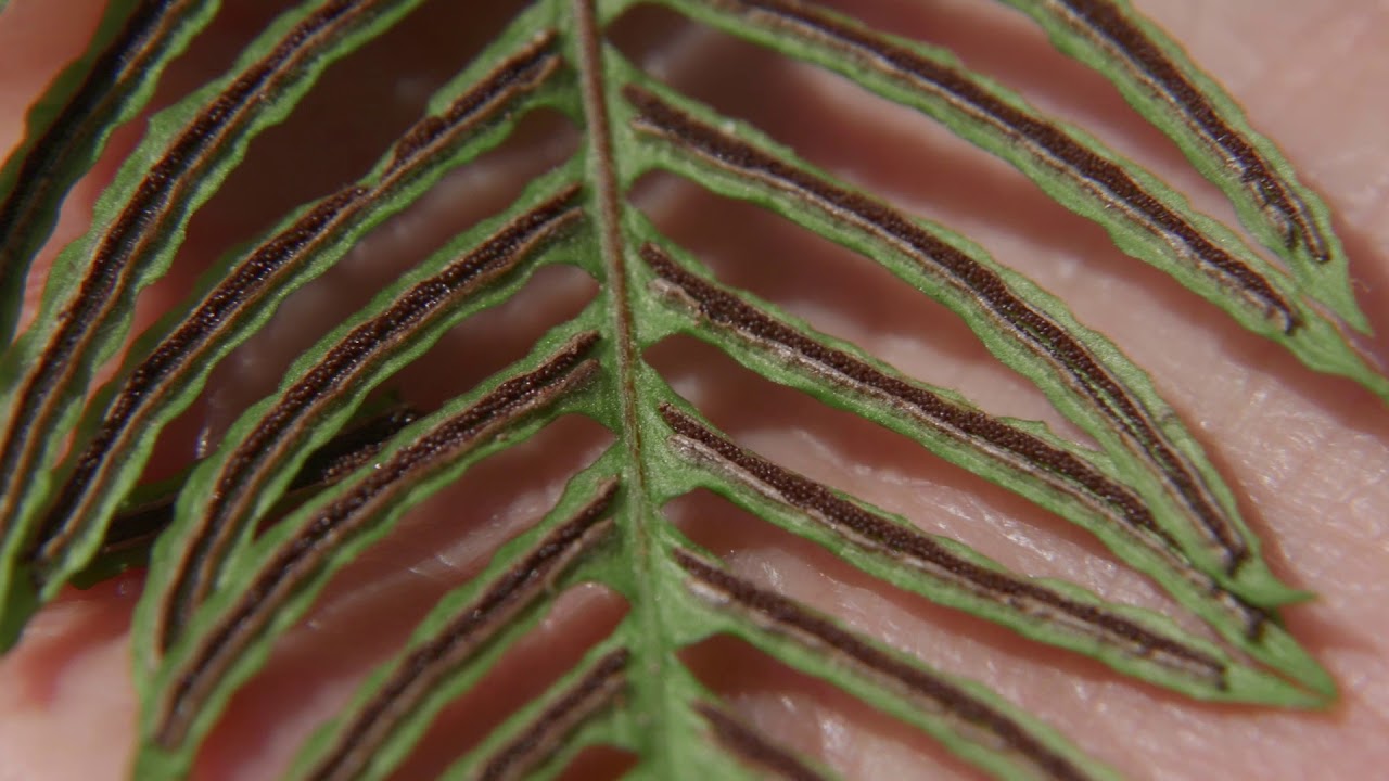 deer fern - Blechnum spicant. Identification and characteristics