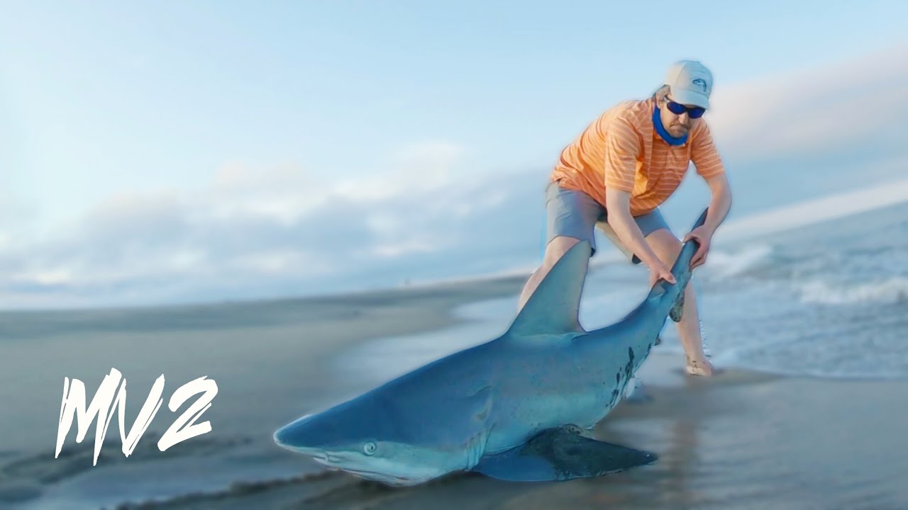MASSIVE SHARK Caught from Shore (Martha's Vineyard 2 Pt. 3)