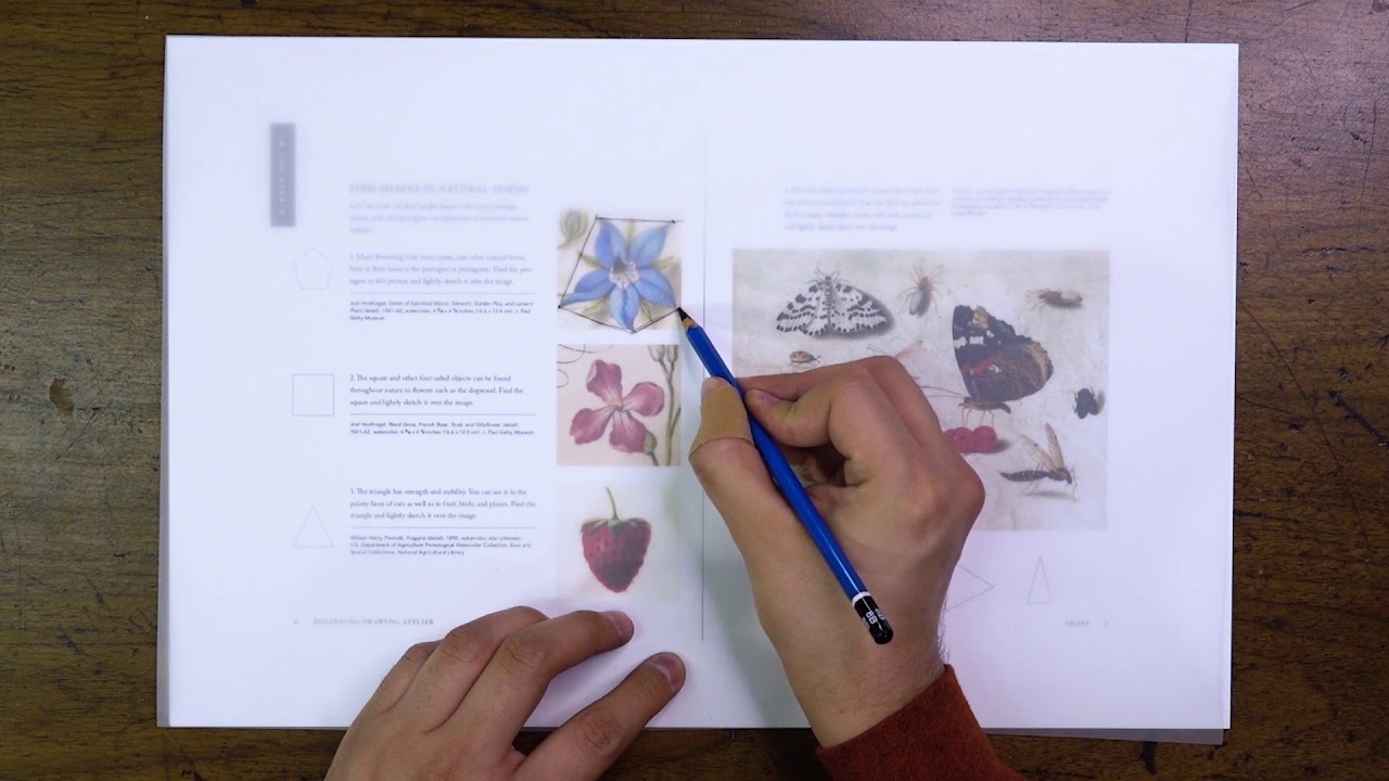 Beginning Drawing Atelier #6: Find Shapes in Natural Forms