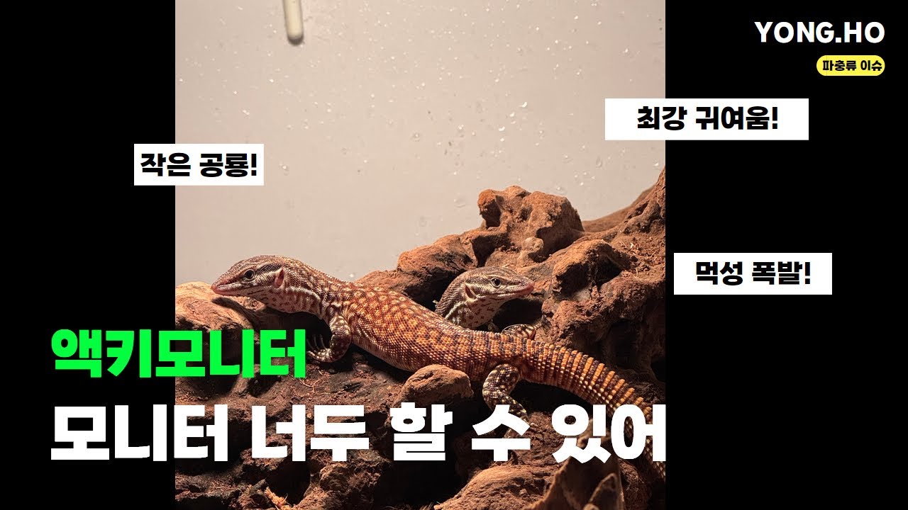 작은 공룡 액키모니터 소개영상🦎 #액키모니터 #파충류 #모니터 #크레스티드게코 #크레 #도마뱀
