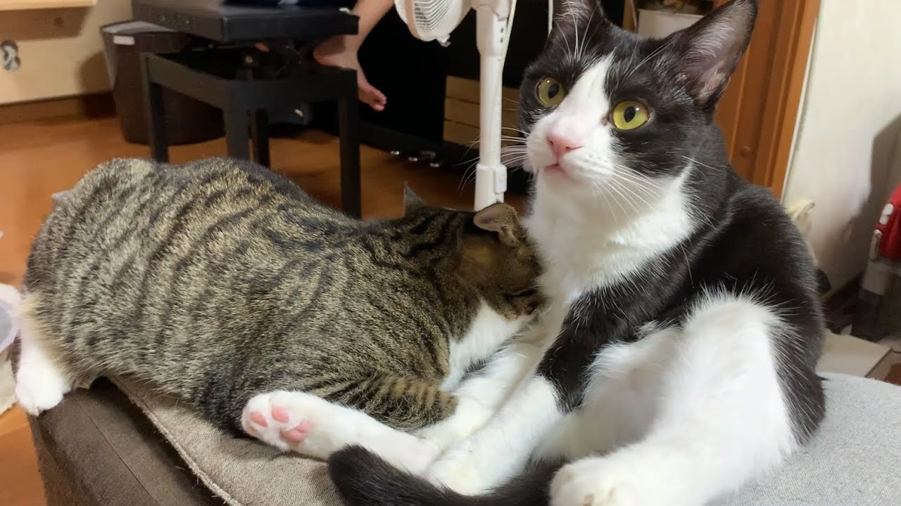 娘のグリグリを防ぐ猫