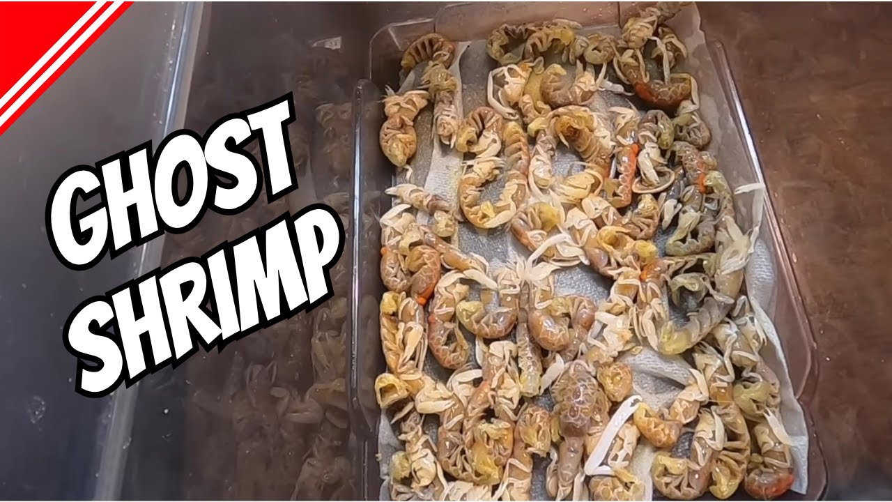 GHOST SHRIMP: How to FIND & SALT!