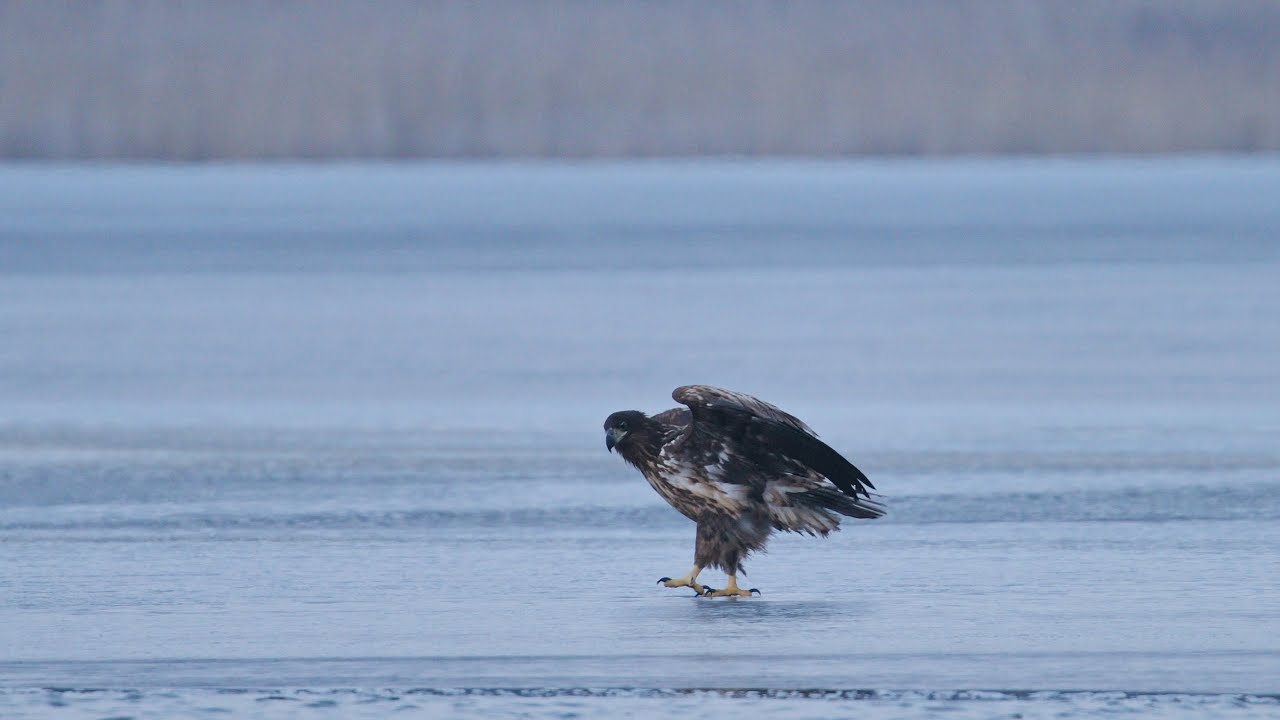 Seeadler im Winter - Wildes Sachsen