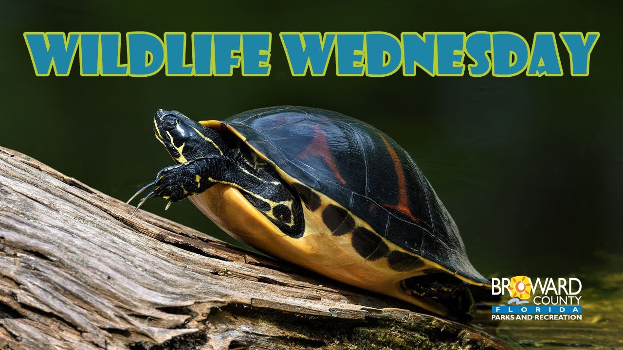 Red Bellied Cooter | Wildlife Wednesday | Broward County Parks