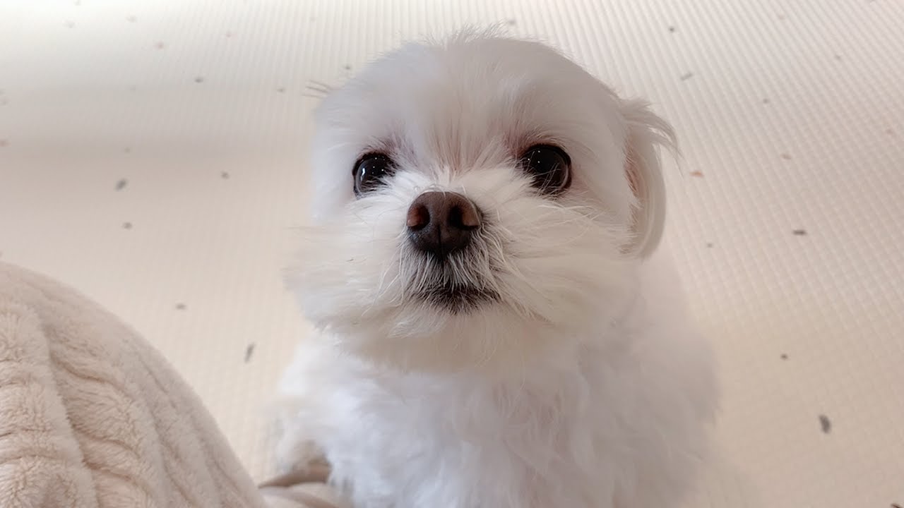 천둥소리에 귀가 없어지는 강아지