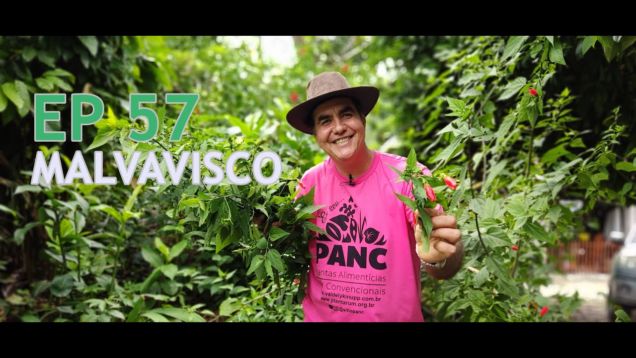 EPISÓDIO 57 - MALVAVISCO | #pancnaveia #valdelykinupp