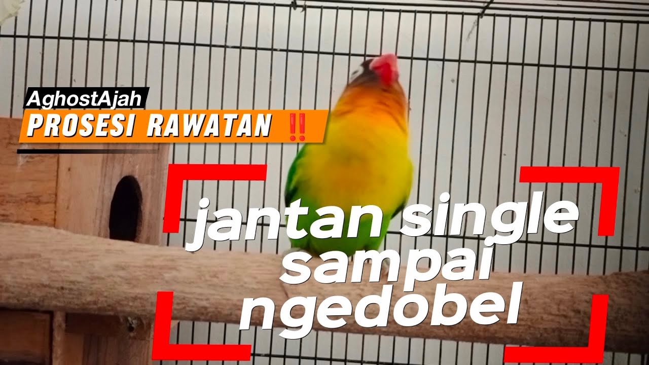 LOVEBIRD JANTAN SINGLE ngejar DOBELAN ‼️