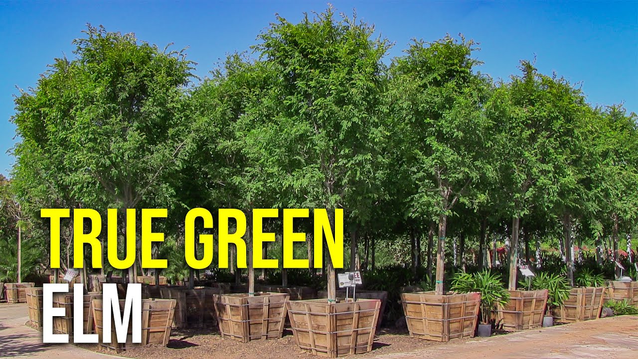 True Green Elm