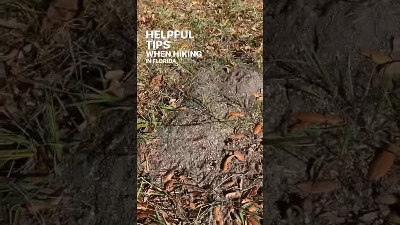 Hiking Tips Part 1: Fire Ants🐜#helpfultips #didyouknow #learnonyoutube #hiking #florida #outdoors