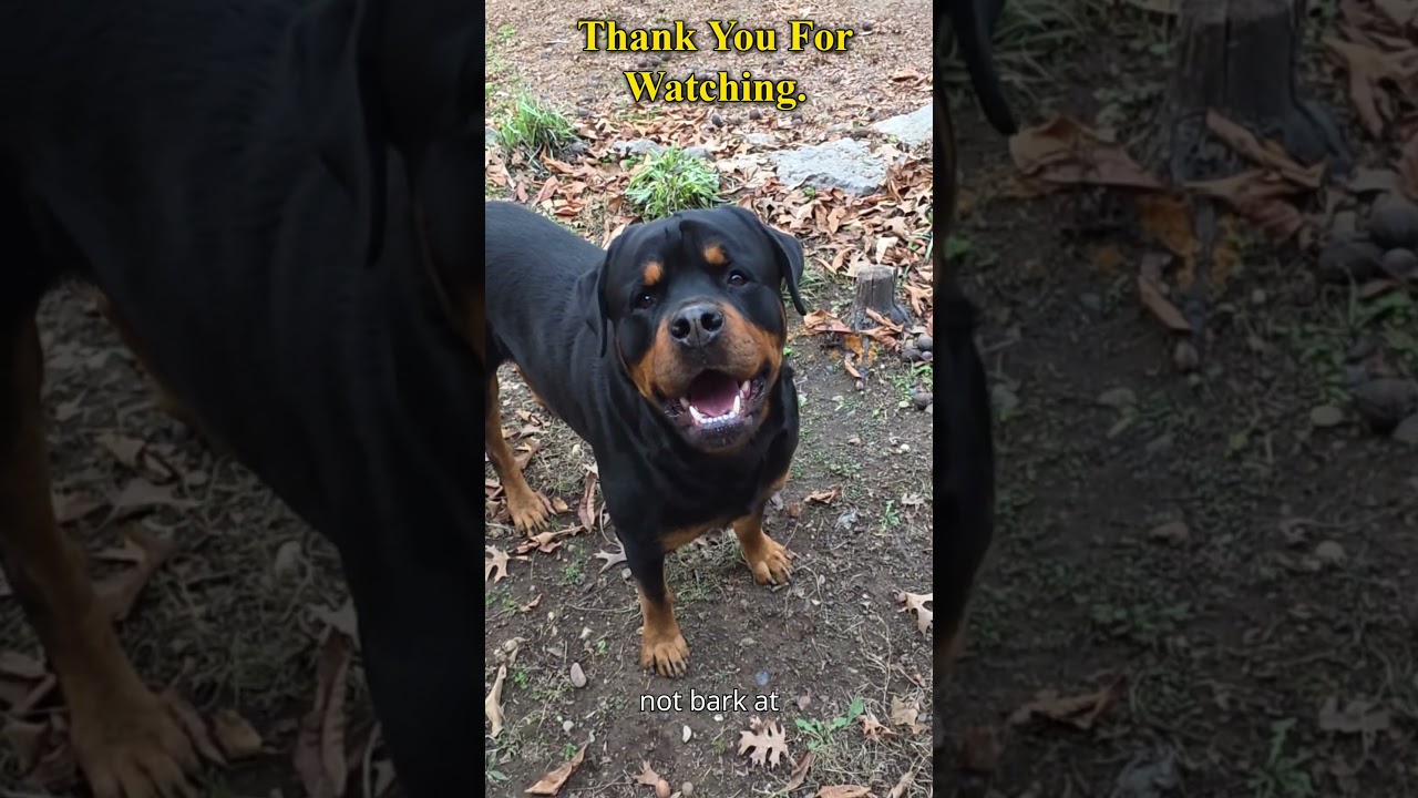 Ротвейлер реагирует на пусковую установку для мячей как настоящий босс 😳🐕 